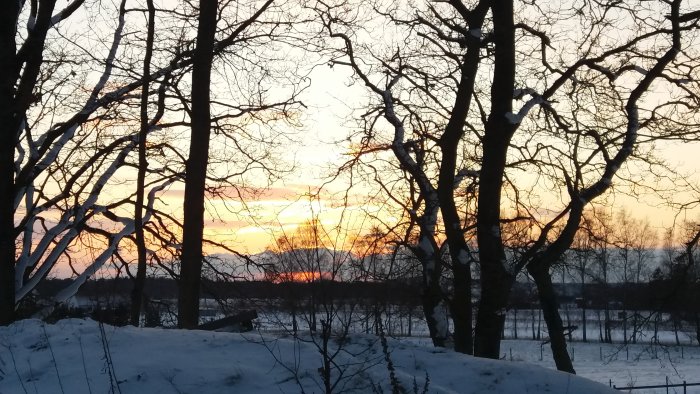 Vintersolnedgång sett genom silhuetter av nakna träd och snöklädd mark.