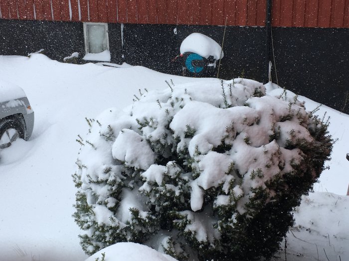 Idegran och buxbom täckta med snö framför ett hus under snöfall, slangvinda synlig i bakgrunden.