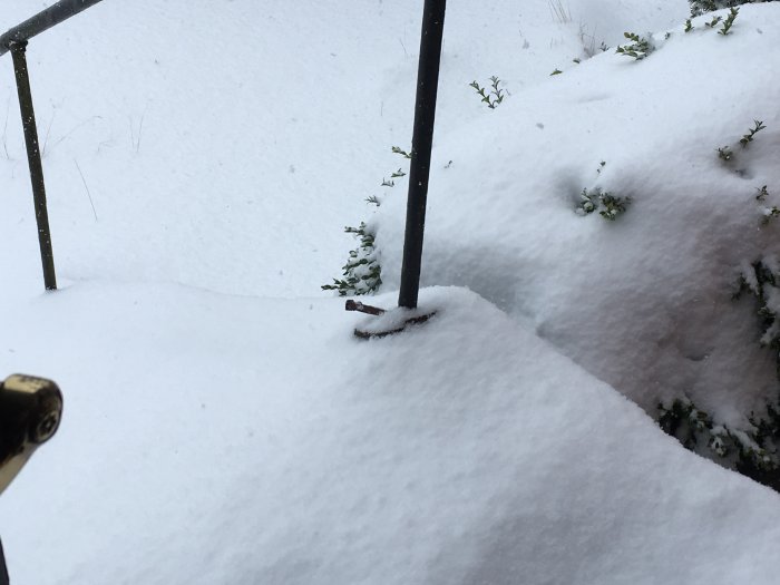 En buxbom delvis täckt av snö i en trädgård, med mer snöfall synligt på marken och i bakgrunden.