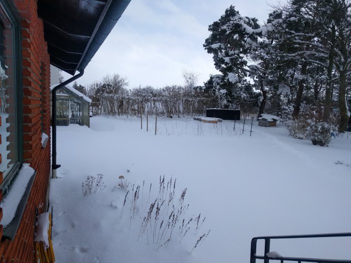 Snöbeklädd trädgård med växthus och synliga kragar i ett vintrigt landskap.