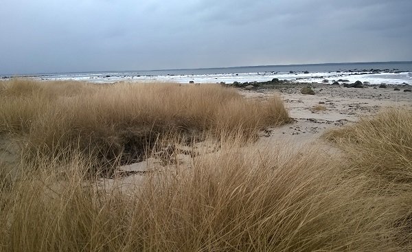 Strandvy med torrt gräs i förgrunden och en molnig himmel ovanför ett lugnt hav, inget snöfall synligt.