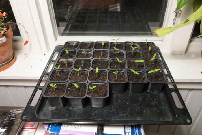 Unga plantor av aubergine, gul busktomat och zebrino i krukor på en bricka vid ett fönster för extra ljus.