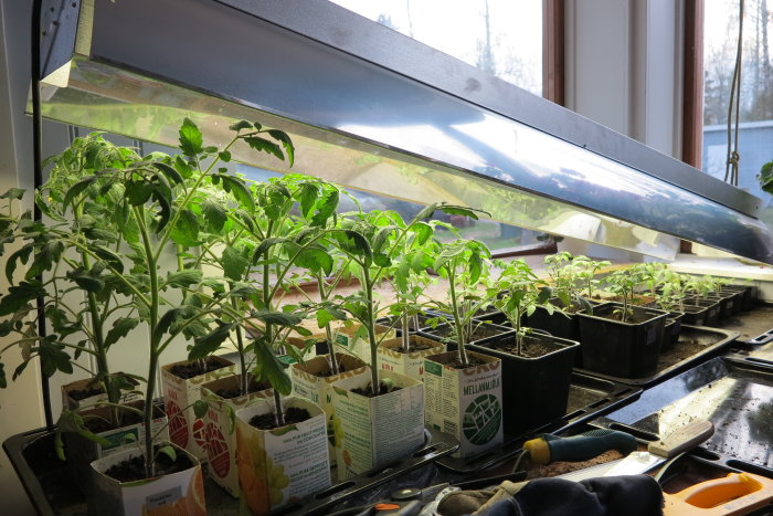 Tomat- och aubergineplantor odlas inomhus under lysrörsarmatur.