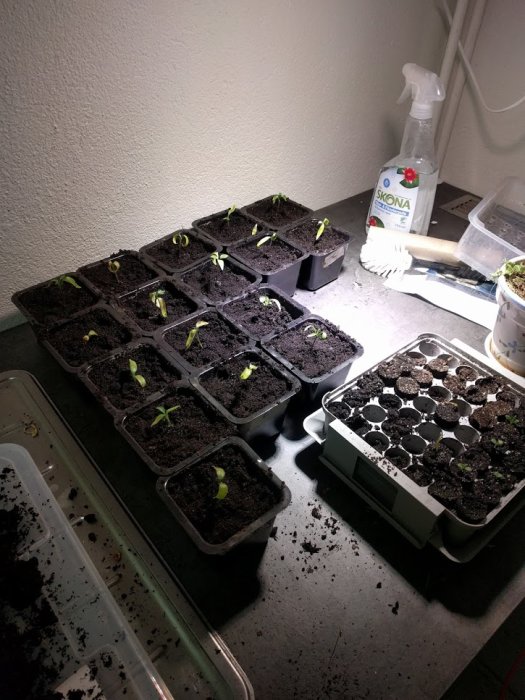 Odling av unga plantor i krukor under inomhusbelysning med trädgårdsverktyg och jord på bänken.