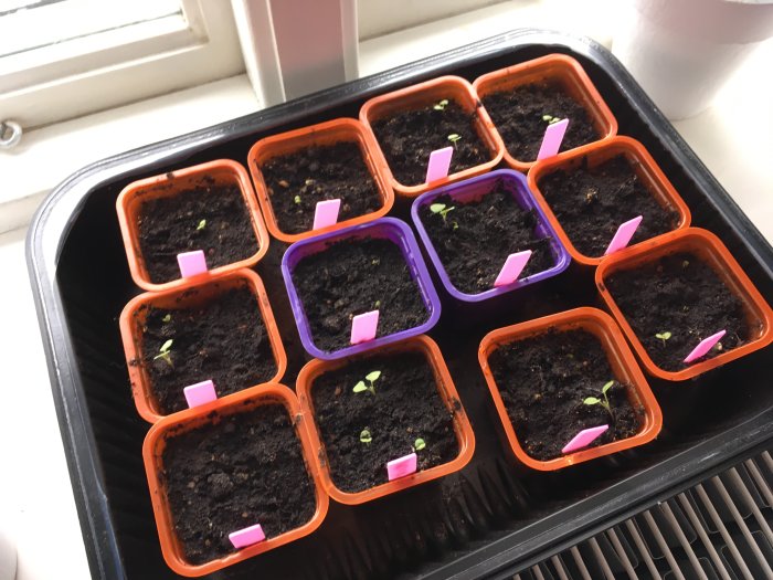 Färgglada små krukor med sparsamt gror av violer och salvia vid fönster.