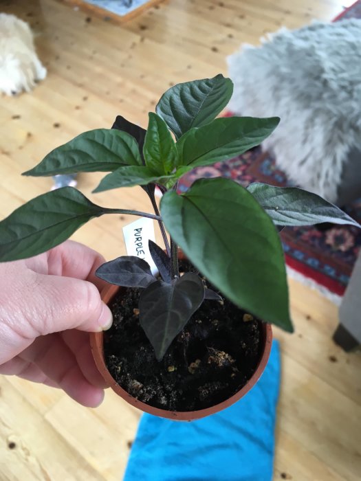 En hand håller en kruka med en "Purple Ufo"-planta med mörka och gröna blad, etikett synlig.