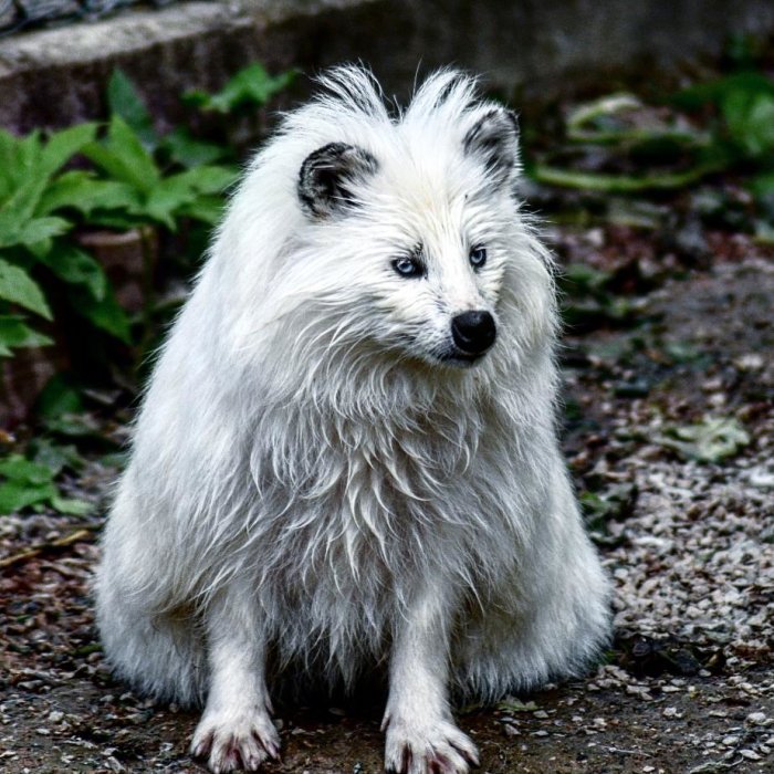 Vit lurvig hund sitter på en grusväg omgiven av gröna växter.