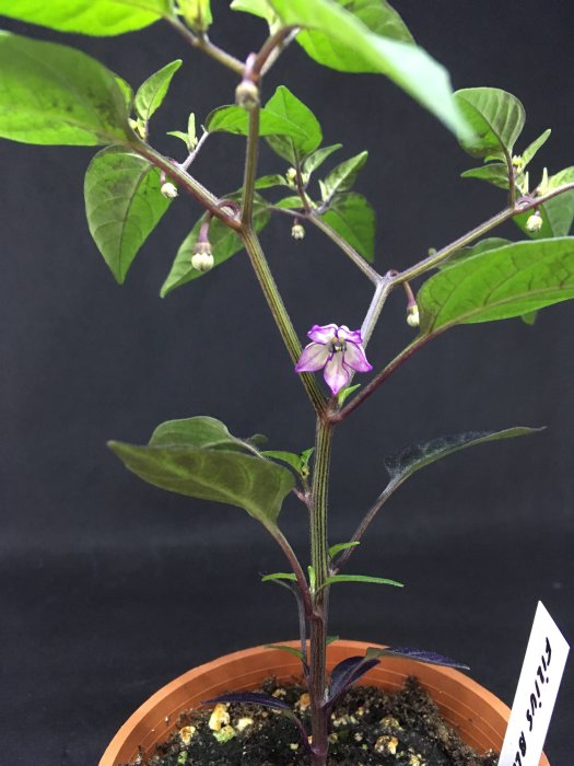 Första lilafärgade blomman på en Filius Blue chiliväxt som blommar inomhus.