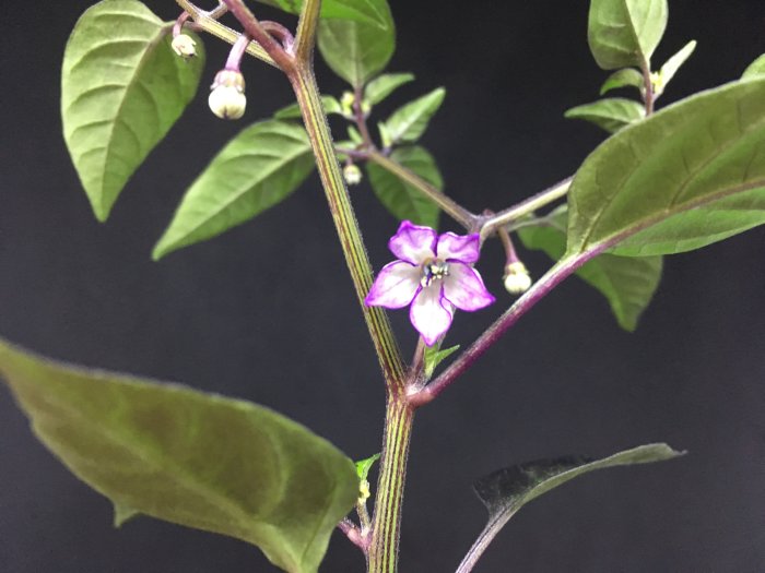 Första blomman av chili 'Filius Blue' utslagen med lila kronblad och gröna blad mot svart bakgrund.