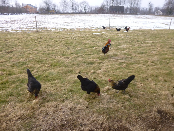 Sju höns och en tupp krafsar på en snötäckt äng med öppet gräs.