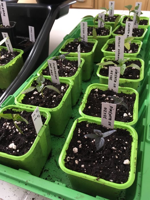 Gröna krukor med små chiliplantor och märkesetiketter i jordblandning, redo för omskolning.