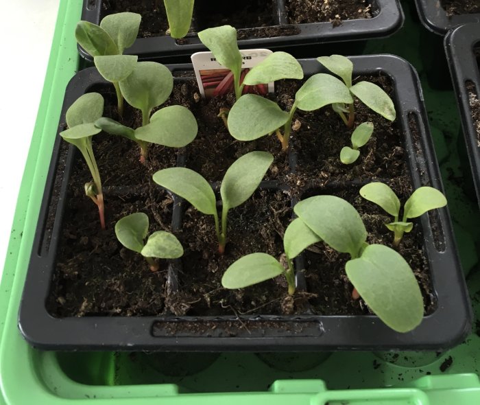Unga rabarberplantor 'Victoria' som nyplanterats individuellt i en kruka, som en del av ett jordblandningsexperiment.