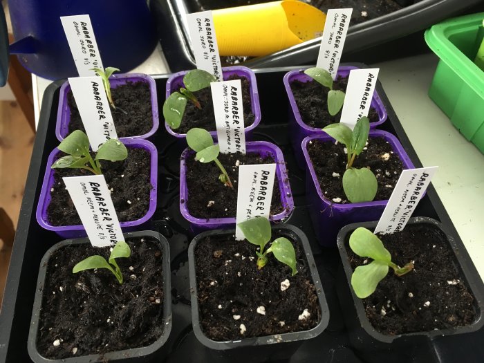 Rabarberplantor 'Victoria' i omplanteringsexperiment med olika jordblandningar, etiketterade i lila krukor.