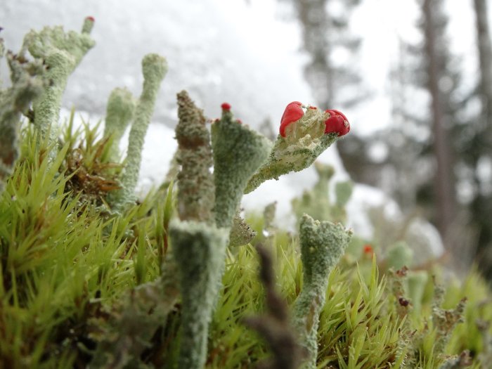 Närbild på grönt mossa och gråa lavar med röda toppar mot en snöig bakgrund.