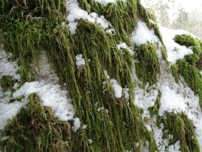 Grön mossa täckt av smältande snö på klippa, vårens ankomst med snö och mossa.