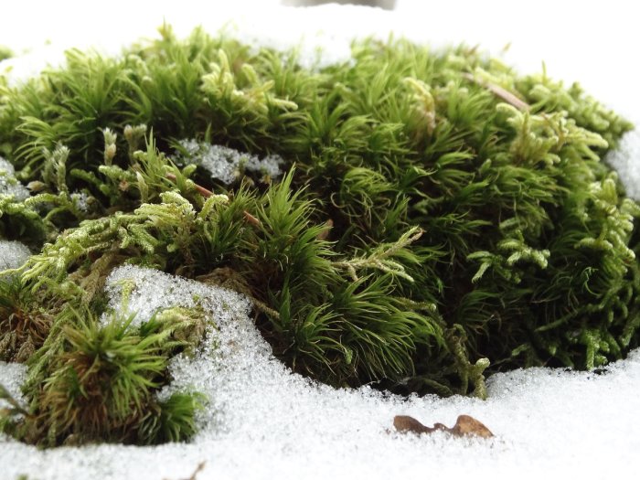 Mossor och lavar syns bland smältande snö under vårens första varma dag.