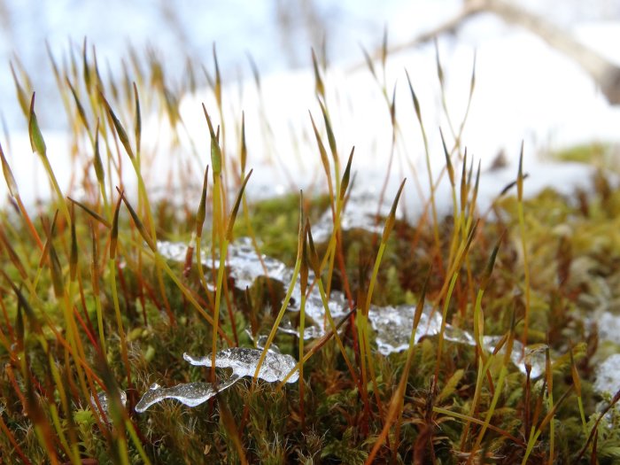 Närbild av mossa och smältande snö med synliga små växtskott och solljus reflekterande på is.