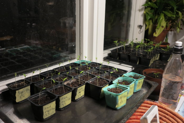Plantfrön i krukor med etiketter som anger sort och grobarhetsstatistik, placerade på ett fönsterbräde inomhus.