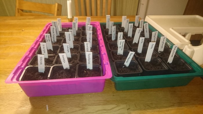 Två brickor med jordfyllda plantkrukor och etiketter för olika tomatfrösorter på ett bord.