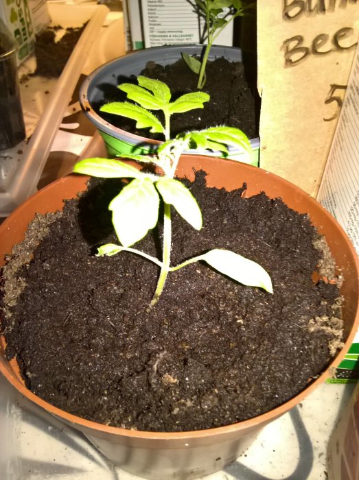 En ung tomatplanta med gröna blad i en terrakottakruka med mörk jord.