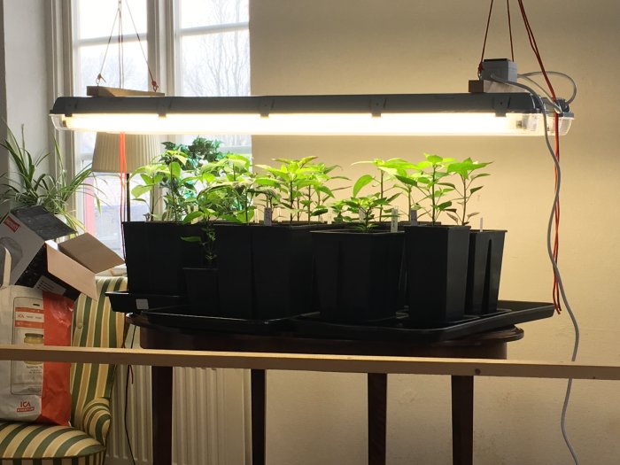 Chiliväxter som omplanterats under en tillväxtlampa på ett bord inomhus.