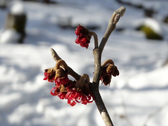 Röda blommor av trollhassel 'Hamamelis x intermedia Diane' med snötäckt bakgrund.