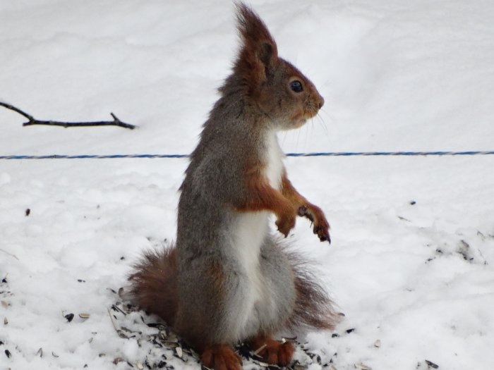 En ekorre står upprätt på snö täckt mark bland fågelmat, poserande för kameran.