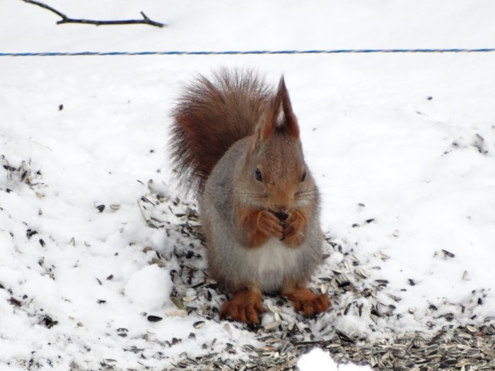 En ekorre äter frön på snötäckt mark.