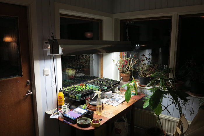 Uppställning av plantkrukor under lysrör på ett köksbord med använda ugnsplåtar, omgiven av trädgårdsredskap.