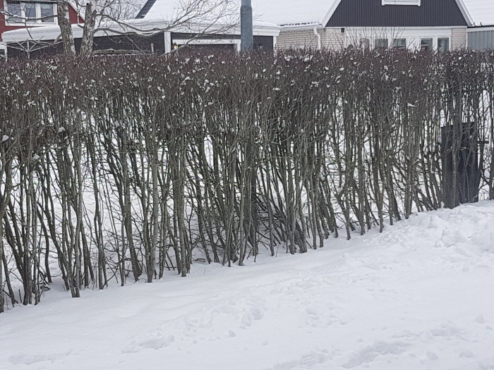 Tätt buskage som behöver beskäras, täckt av snö, med en byggnad i bakgrunden och snötäckt mark i förgrunden.