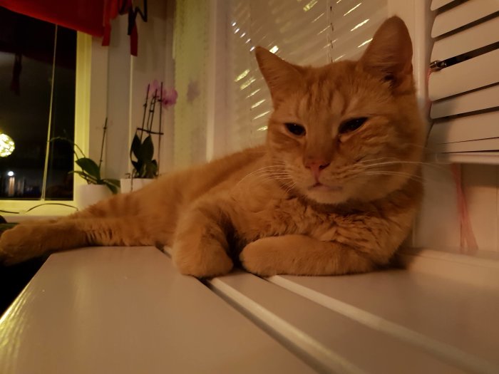 En orange katt som ligger och vilar på ett fönsterbräde inomhus.