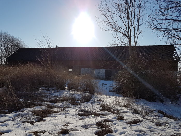 Gammal ladugårdsbyggnad i dåligt skick omgiven av snö och torrt gräs i solljus.