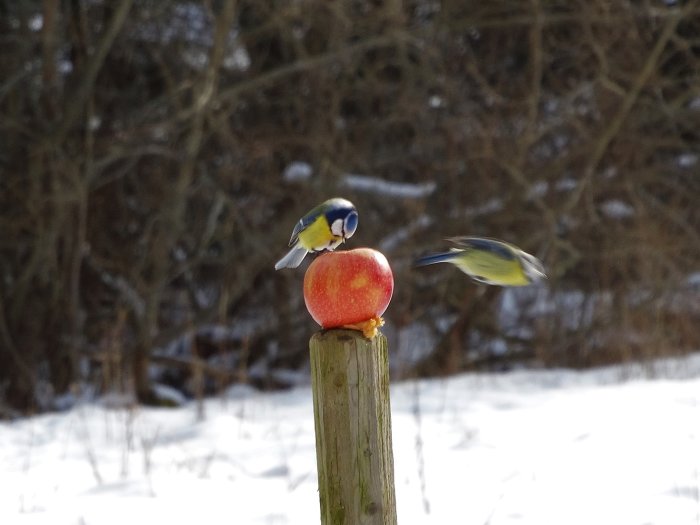 En oskarp bild av två fåglar vid ett äpple på en stolpe med snötäckt mark i bakgrunden.