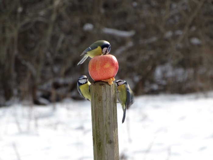 Tre talgoxar på en trästolpe med ett äpple i vintermiljö.