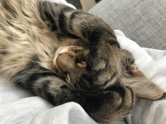 Två Maine coon-katter sover ihop, en svart silvertabby och en bruntabby.