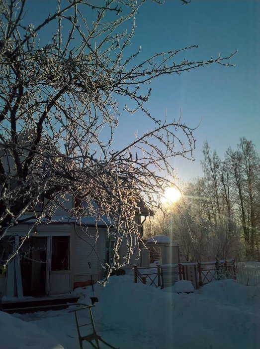 Solig vintermorgon med frostklädda träd framför ett hus i Dalarna.