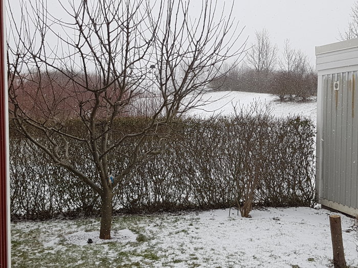 Täthäck i vinterskrud med snö på marken, beskuren låg och jämn enligt trädgårdsvårdstips.