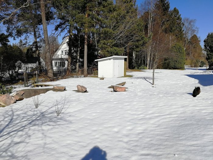 Trädgård täckt av snö, med två katter och ett trädäck i bakgrunden på vänster sida.