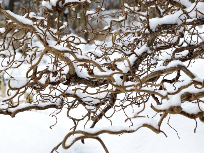 Intrikat förgrenade grenar täckta med snö mot en suddig snötäckt bakgrund.