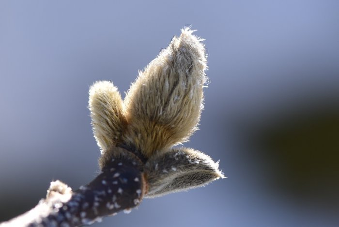 Frosttäckta knoppar på en gren mot en suddig bakgrund.