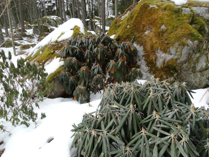 Rhododendronbuske med snötäckta löv bredvid mossbeklädd sten i vintermiljö.