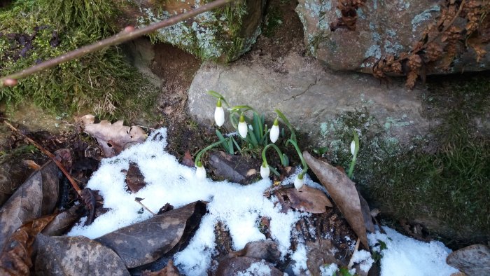 Snödroppar som växer bland löv och snö vid gamla stenar i en före detta trädgård.