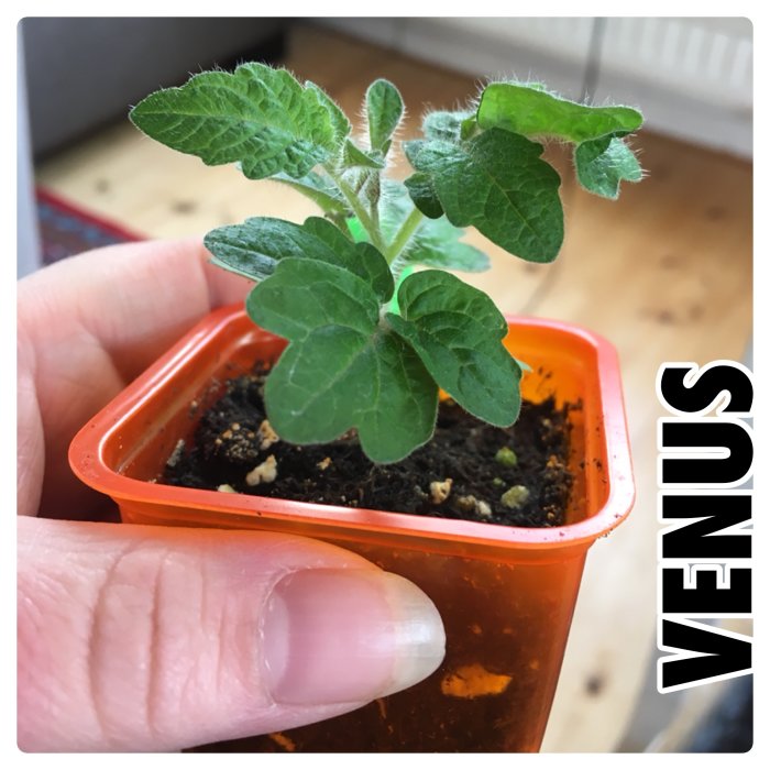 En liten planta med flera gröna blad i en orange kruka, hållen mellan fingrar för storleksjämförelse.