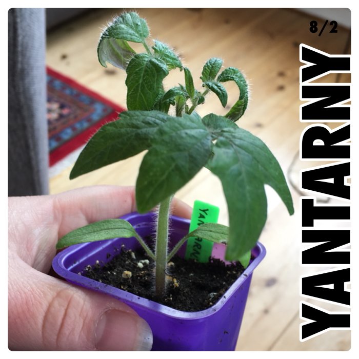 Liten planta i lila kruka, märkt "YANTARNY", grön skylt, odlad sedan 10 februari.