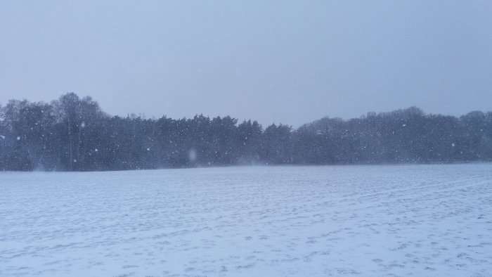 Snöfall över ett öppet, snötäckt fält med trädlinje i bakgrunden under mörk himmel.