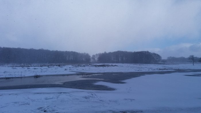 Snöfall över ett delvis fruset landskap vid skogsbryn med ljus från sol genom molnen.