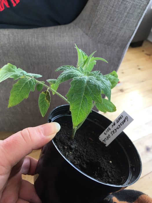 En hand som håller en kruka med en frisk "Gardeners Delight" tomatplanta stickling.