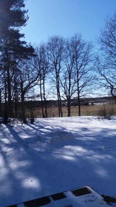 Solig trädgård med smältande snö och träd utan löv mot klarblå himmel