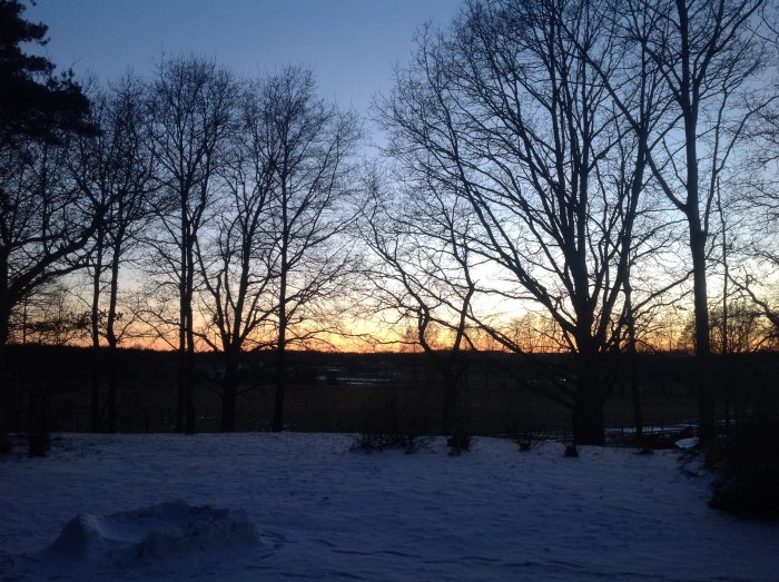 Vinterlandskap vid solnedgång med silhuetter av kala träd och snötäckt mark.