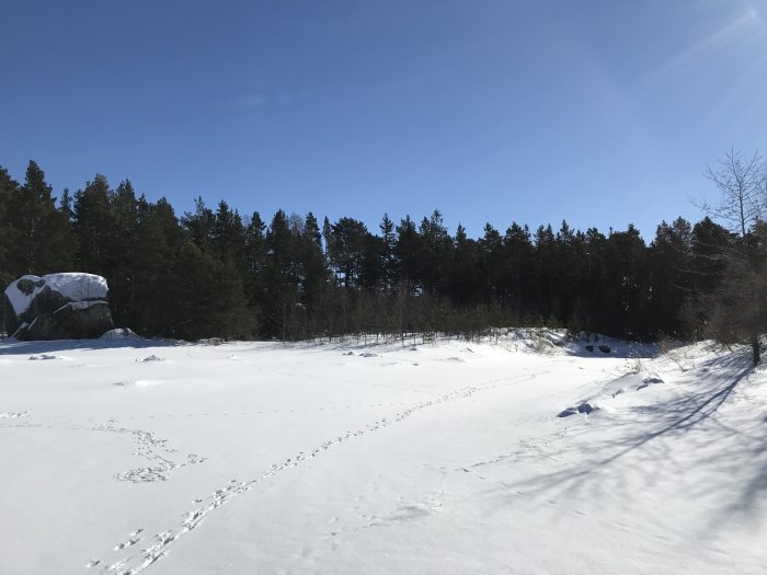 Snötäckt landskap med fotspår och skog i bakgrunden under en klarblå himmel.